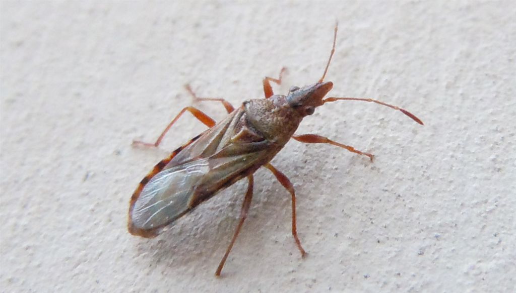 Lygaeidae: Belonochilus numenius della Campania (NA)